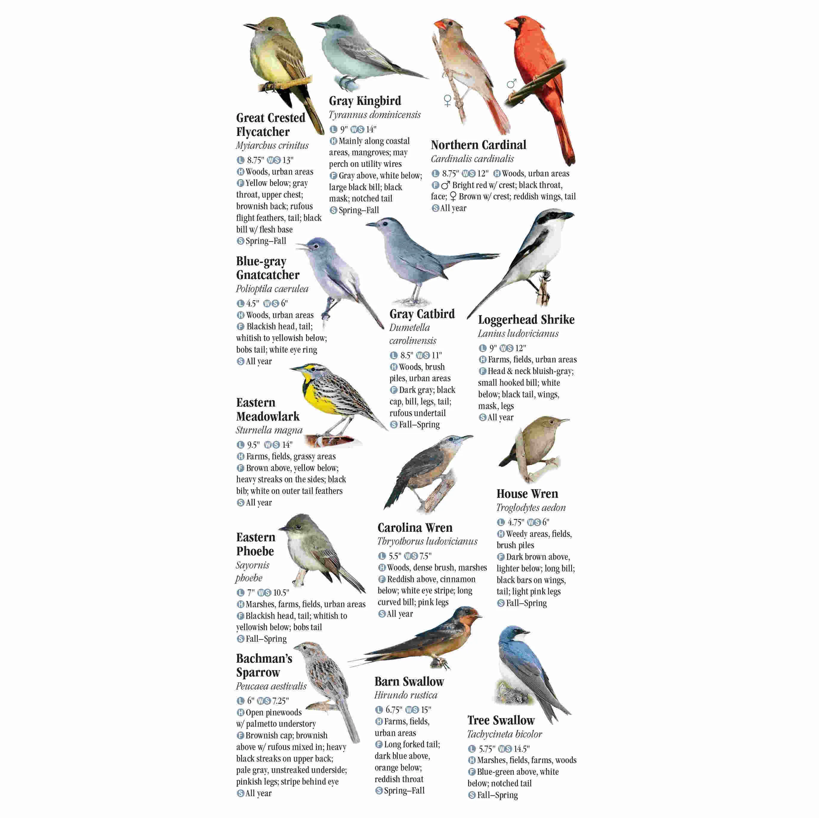 Birds Of Central Florida Folding Pocket Guide